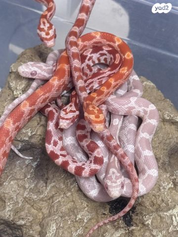 תמונת מודעה - חיות מחמד