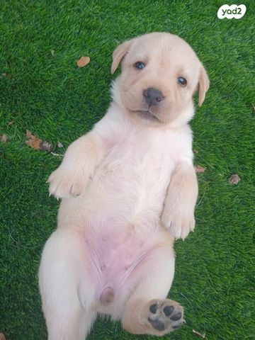 תמונת מודעה - חיות מחמד