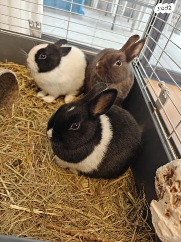 תמונת מודעה - חיות מחמד