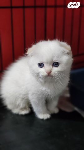 תמונת מודעה - חיות מחמד