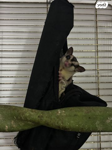 תמונת מודעה - חיות מחמד