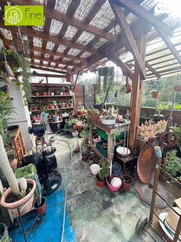 דוד בר רב האי 