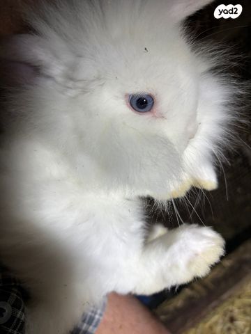 תמונת מודעה - חיות מחמד