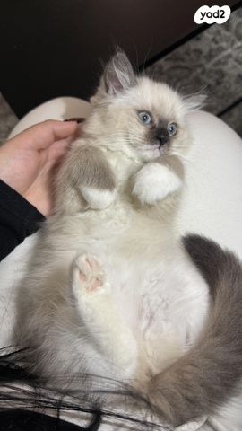 תמונת מודעה - חיות מחמד