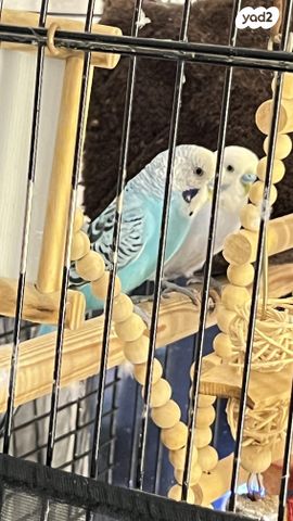 תמונת מודעה - חיות מחמד