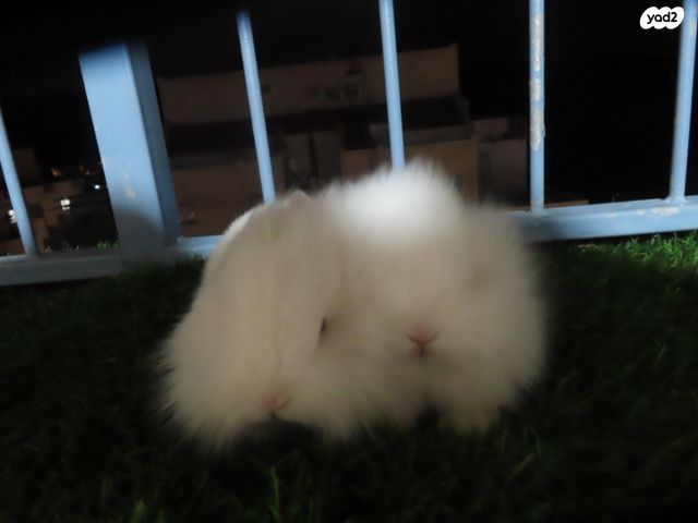 תמונת מודעה - חיות מחמד