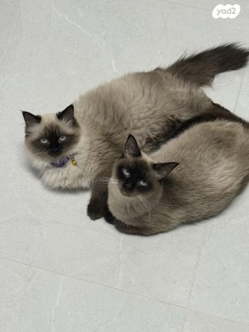 תמונת מודעה - חיות מחמד