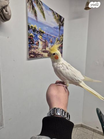 תמונת מודעה - חיות מחמד