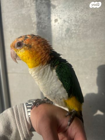 תמונת מודעה - חיות מחמד