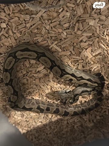 תמונת מודעה - חיות מחמד