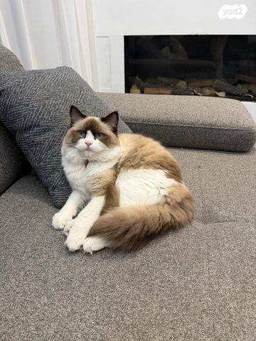 תמונת מודעה - חיות מחמד