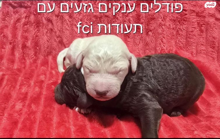 תמונת מודעה - חיות מחמד