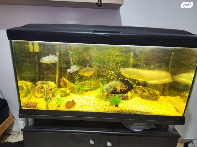 תמונת מודעה - חיות מחמד