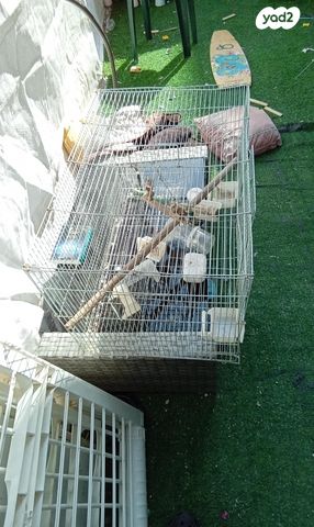 תמונת מודעה - חיות מחמד