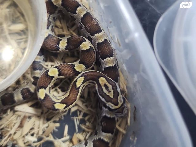 תמונת מודעה - חיות מחמד