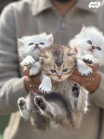 תמונת מודעה - חיות מחמד