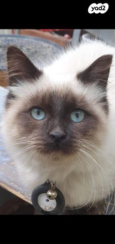 תמונת מודעה - חיות מחמד