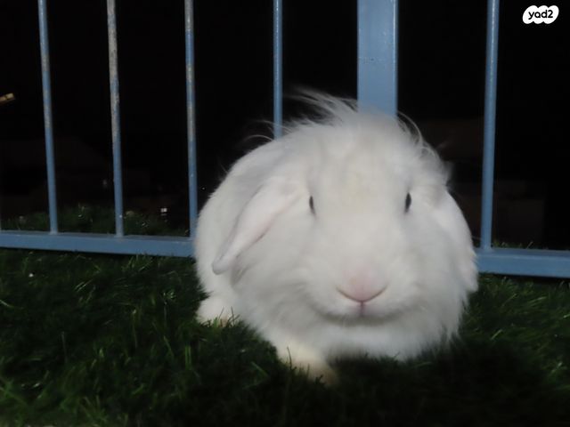 תמונת מודעה - חיות מחמד