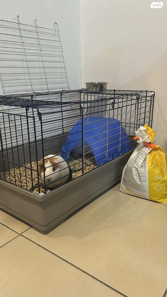 תמונת מודעה - חיות מחמד