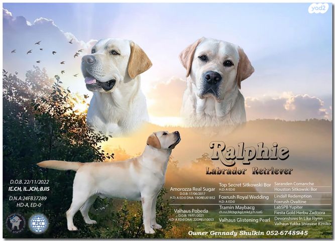 תמונת מודעה - חיות מחמד