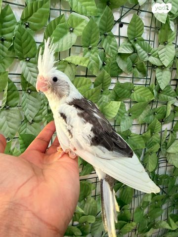 תמונת מודעה - חיות מחמד