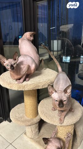 תמונת מודעה - חיות מחמד