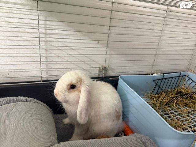 תמונת מודעה - חיות מחמד