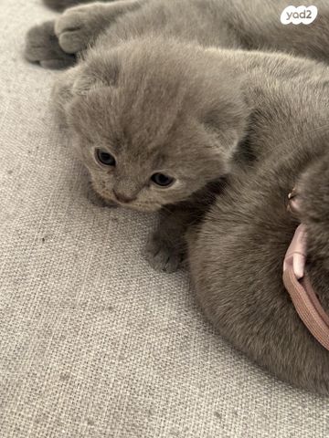 תמונת מודעה - חיות מחמד