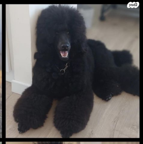 תמונת מודעה - חיות מחמד