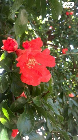 שדרות ירושלים 36