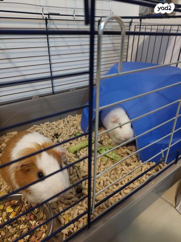 תמונת מודעה - חיות מחמד