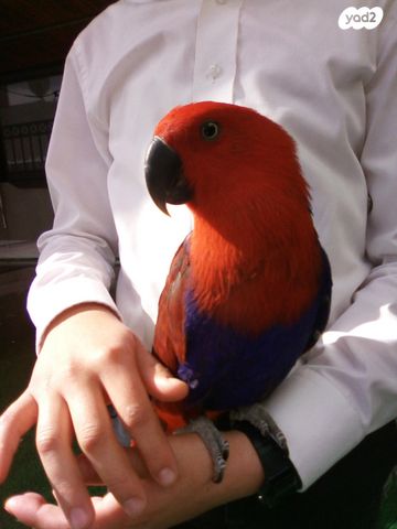 תמונת מודעה - חיות מחמד