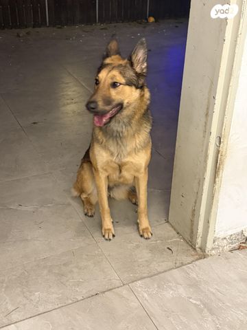 תמונת מודעה - חיות מחמד