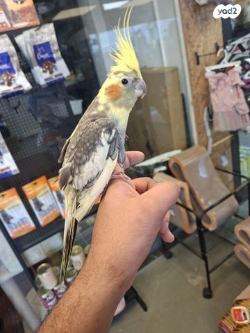 תמונת מודעה - חיות מחמד