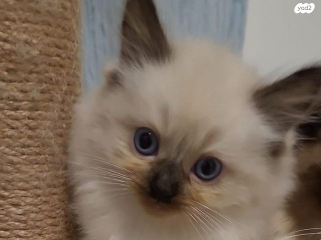 תמונת מודעה - חיות מחמד