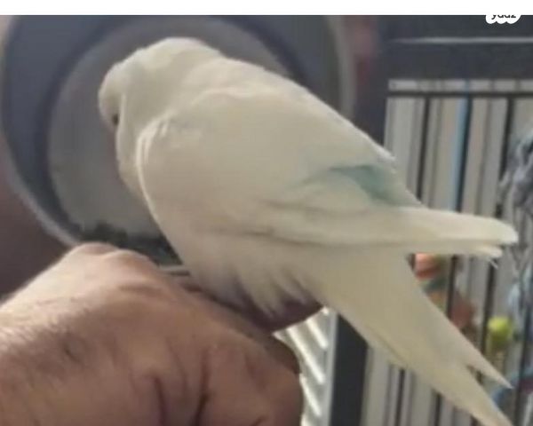 תמונת מודעה - חיות מחמד