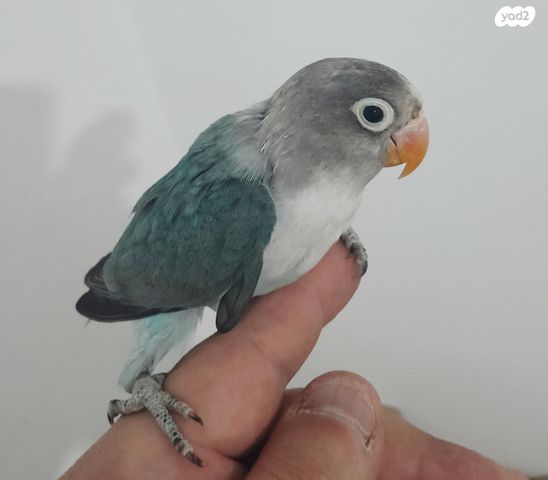 תמונת מודעה - חיות מחמד