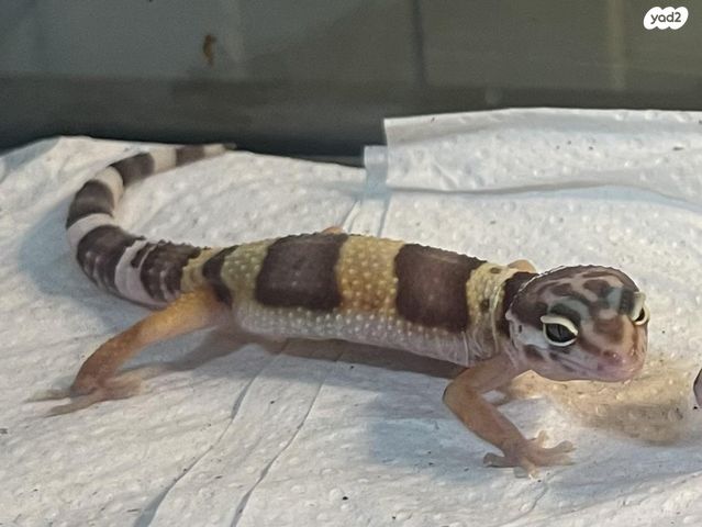 תמונת מודעה - חיות מחמד