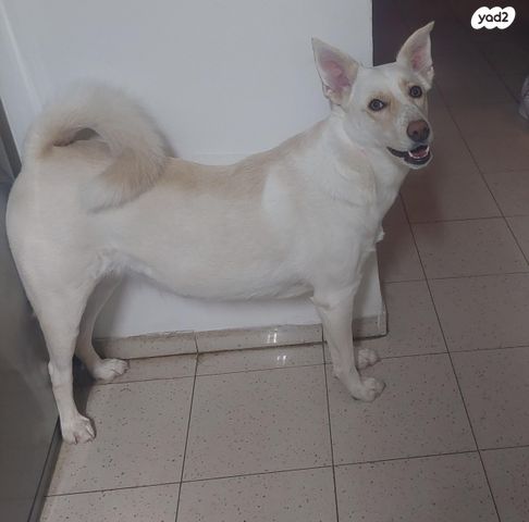 תמונת מודעה - חיות מחמד