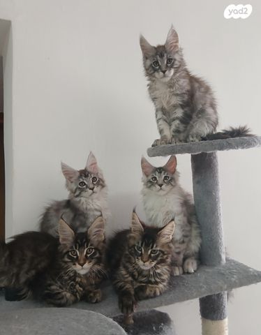 תמונת מודעה - חיות מחמד