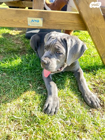 תמונת מודעה - חיות מחמד