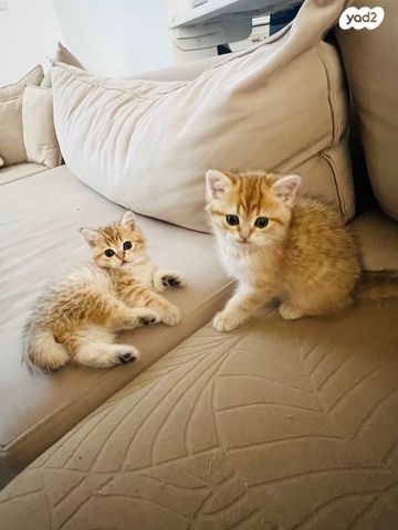 תמונת מודעה - חיות מחמד