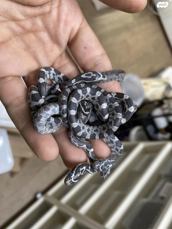 תמונת מודעה - חיות מחמד