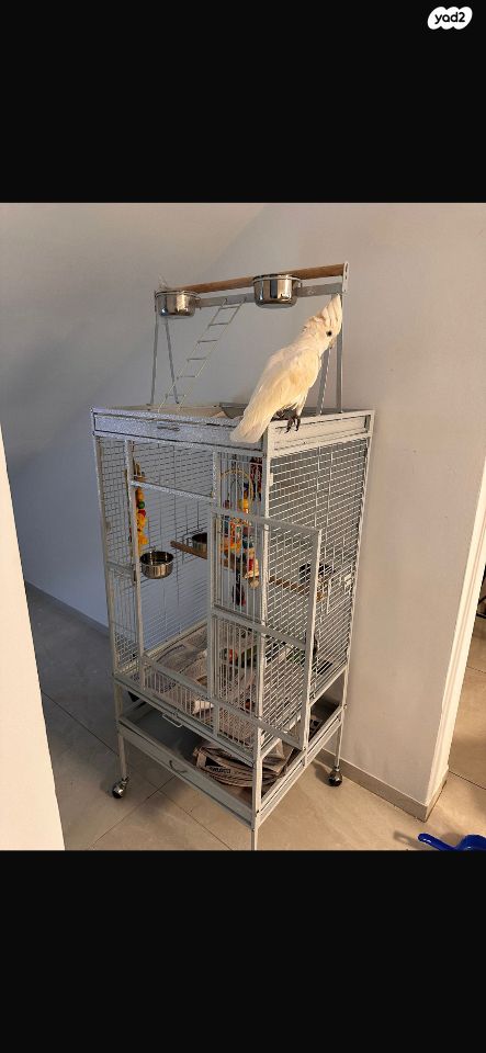 תמונת מודעה - חיות מחמד