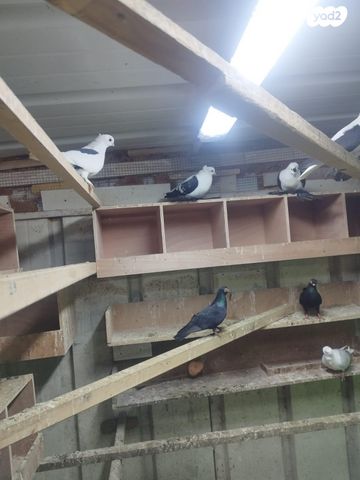 תמונת מודעה - חיות מחמד