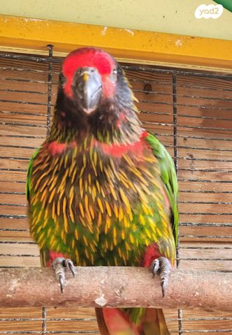 תמונת מודעה - חיות מחמד