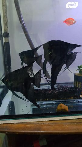 תמונת מודעה - חיות מחמד