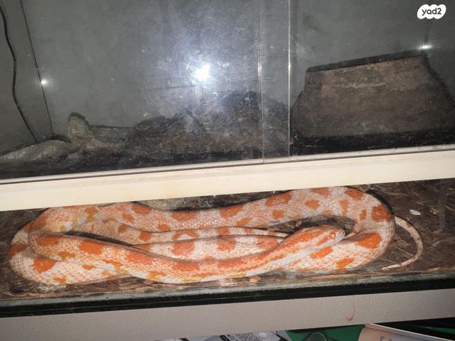 תמונת מודעה - חיות מחמד