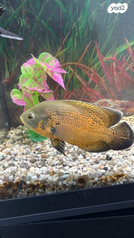 תמונת מודעה - חיות מחמד