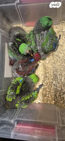 תמונת מודעה - חיות מחמד